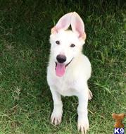 german shepherd puppy posted by Diane Schiavo